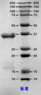 SDS-PAGE.png SDS-PAGE.png